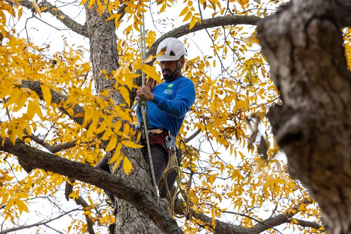 Skilled Tree Planing crew working in Blanchard